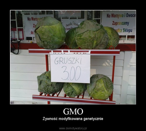 GMO – Żywność modyfikowana genetycznie 