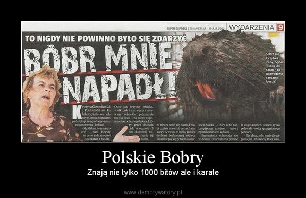 Polskie Bobry – Znają nie tylko 1000 bitów ale i karate 
