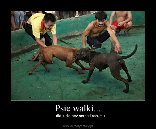 Psie walki...