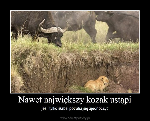 Nawet największy kozak ustąpi – jeśli tylko słabsi potrafią się zjednoczyć 