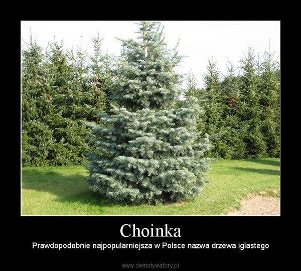 Choinka – Prawdopodobnie najpopularniejsza w Polsce nazwa drzewa iglastego 