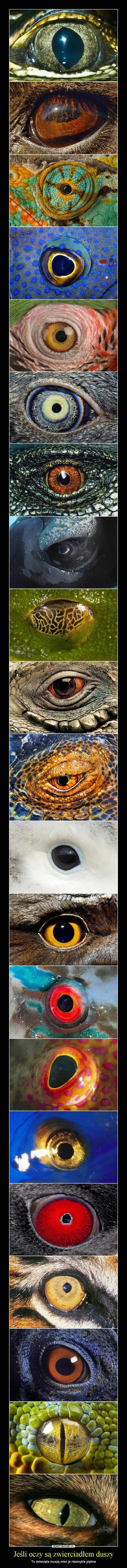 Jeśli oczy są zwierciadłem duszy – To zwierzęta muszą mieć je niezwykle piękne 