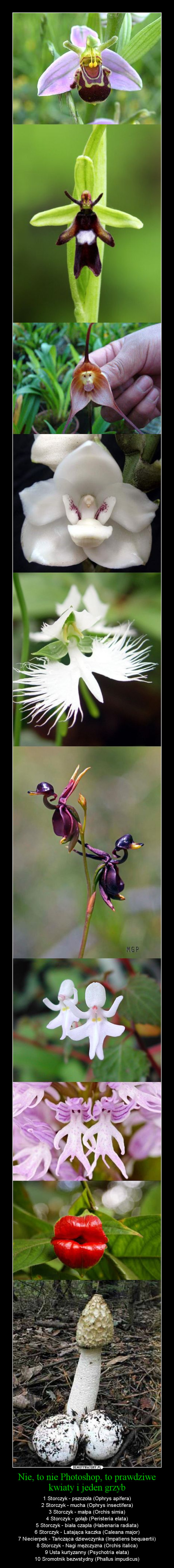 Nie, to nie Photoshop, to prawdziwe kwiaty i jeden grzyb – 1 Storczyk - pszczoła (Ophrys apifera)\n2 Storczyk - mucha (Ophrys insectifera)\n3 Storczyk - małpa (Orchis simia)\n4 Storczyk - gołąb (Peristeria elata)\n5 Storczyk - biała czapla (Habenaria radiata)\n6 Storczyk - Latająca kaczka (Caleana major)\n7 Niecierpek - Tańcząca dziewczynka (Impatiens bequaertii)\n8 Storczyk - Nagi mężczyzna (Orchis italica)\n9 Usta kurtyzanny (Psychotria elata)\n10 Sromotnik bezwstydny (Phallus impudicus) 
