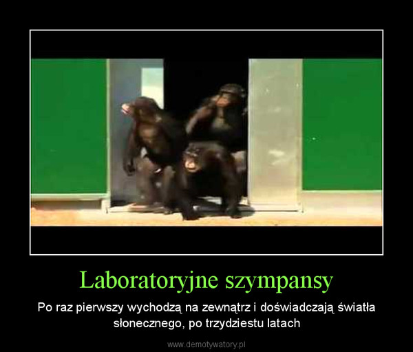 Laboratoryjne szympansy – Po raz pierwszy wychodzą na zewnątrz i doświadczają światła słonecznego, po trzydziestu latach 