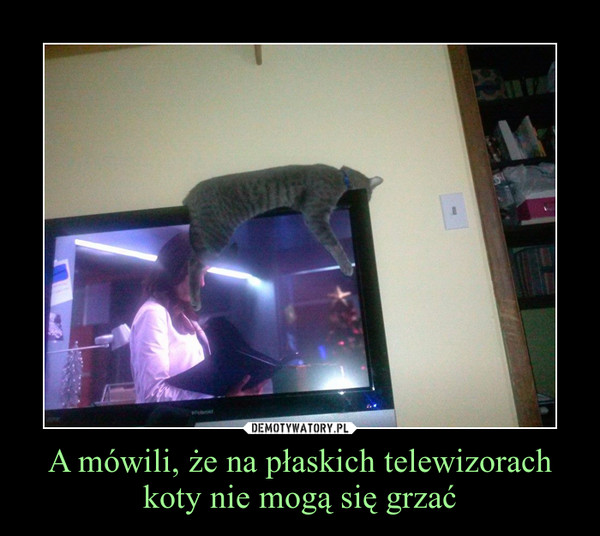 A mówili, że na płaskich telewizorach koty nie mogą się grzać –  