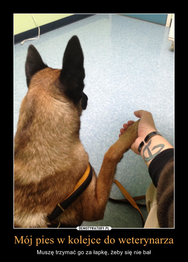 Mój pies w kolejce do weterynarza – Muszę trzymać go za łapkę, żeby się nie bał 