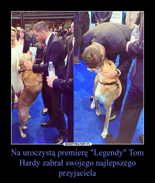 Na uroczystą premierę "Legendy" Tom Hardy zabrał swojego najlepszego przyjaciela