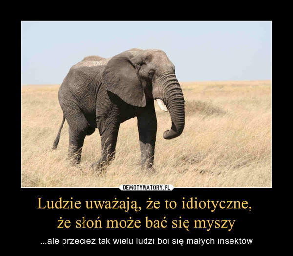 Ludzie uważają, że to idiotyczne, że słoń może bać się myszy – ...ale przecież tak wielu ludzi boi się małych insektów 