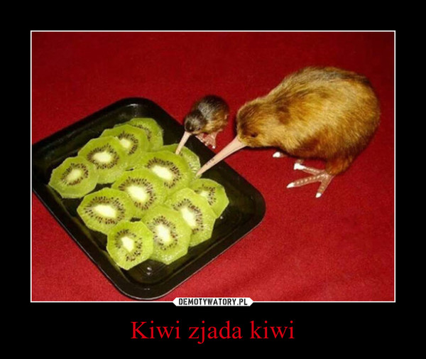 Kiwi zjada kiwi