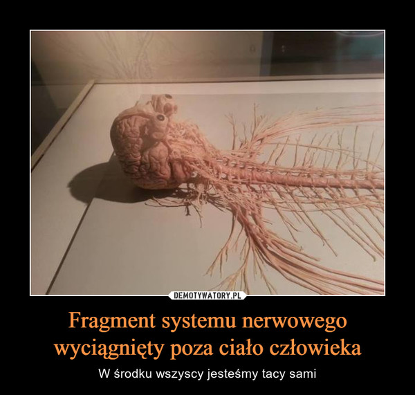 Fragment systemu nerwowego wyciągnięty poza ciało człowieka – W środku wszyscy jesteśmy tacy sami 