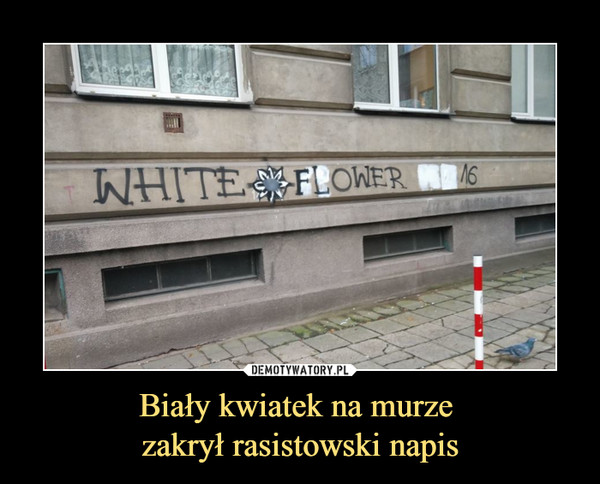 Biały kwiatek na murze zakrył rasistowski napis –  white flower