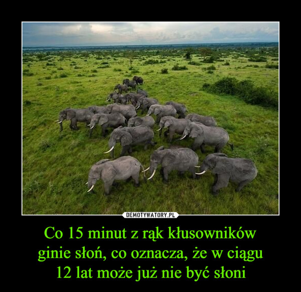 Co 15 minut z rąk kłusownikówginie słoń, co oznacza, że w ciągu12 lat może już nie być słoni –  