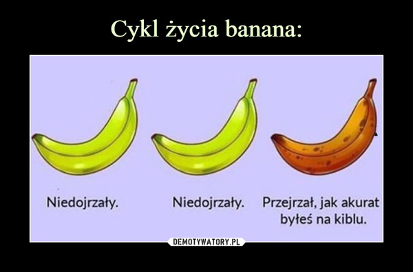 Cykl życia banana: