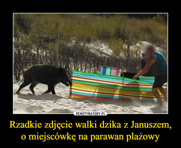 Rzadkie zdjęcie walki dzika z Januszem, o miejscówkę na parawan plażowy –  