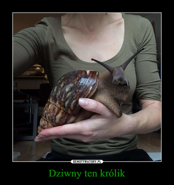 Dziwny ten królik –  