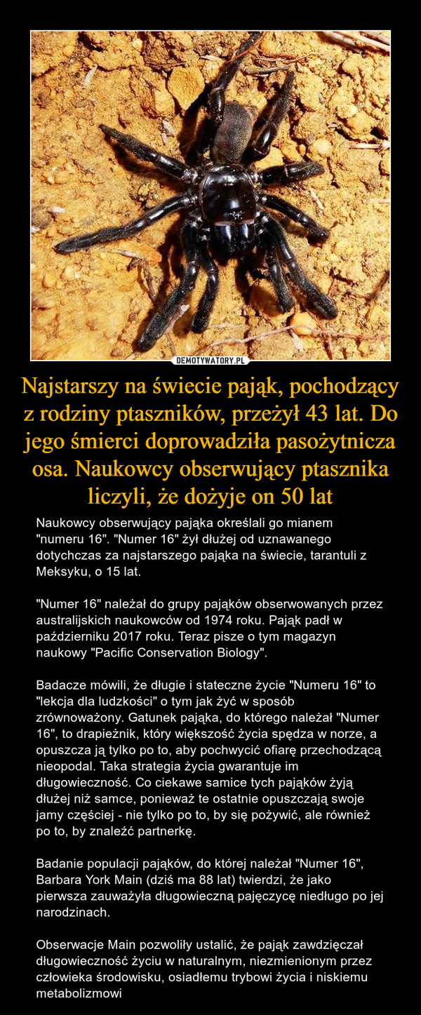 Najstarszy na świecie pająk, pochodzący z rodziny ptaszników, przeżył 43 lat. Do jego śmierci doprowadziła pasożytnicza osa. Naukowcy obserwujący ptasznika liczyli, że dożyje on 50 lat – Naukowcy obserwujący pająka określali go mianem "numeru 16". "Numer 16" żył dłużej od uznawanego dotychczas za najstarszego pająka na świecie, tarantuli z Meksyku, o 15 lat."Numer 16" należał do grupy pająków obserwowanych przez australijskich naukowców od 1974 roku. Pająk padł w październiku 2017 roku. Teraz pisze o tym magazyn naukowy "Pacific Conservation Biology".Badacze mówili, że długie i stateczne życie "Numeru 16" to "lekcja dla ludzkości" o tym jak żyć w sposób zrównoważony. Gatunek pająka, do którego należał "Numer 16", to drapieżnik, który większość życia spędza w norze, a opuszcza ją tylko po to, aby pochwycić ofiarę przechodzącą nieopodal. Taka strategia życia gwarantuje im długowieczność. Co ciekawe samice tych pająków żyją dłużej niż samce, ponieważ te ostatnie opuszczają swoje jamy częściej - nie tylko po to, by się pożywić, ale również po to, by znaleźć partnerkę.Badanie populacji pająków, do której należał "Numer 16", Barbara York Main (dziś ma 88 lat) twierdzi, że jako pierwsza zauważyła długowieczną pajęczycę niedługo po jej narodzinach.Obserwacje Main pozwoliły ustalić, że pająk zawdzięczał długowieczność życiu w naturalnym, niezmienionym przez człowieka środowisku, osiadłemu trybowi życia i niskiemu metabolizmowi 