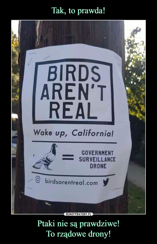 Ptaki nie są prawdziwe!To rządowe drony! –  