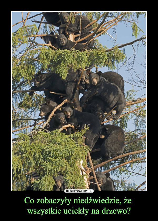 Co zobaczyły niedźwiedzie, że wszystkie uciekły na drzewo? –  