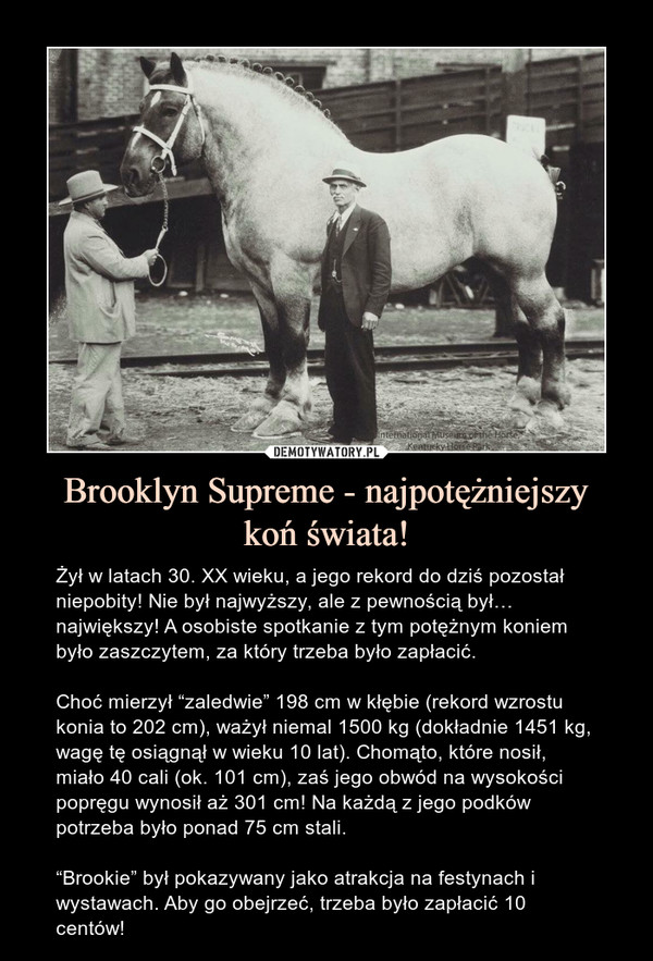 Brooklyn Supreme - najpotężniejszykoń świata! – Żył w latach 30. XX wieku, a jego rekord do dziś pozostał niepobity! Nie był najwyższy, ale z pewnością był… największy! A osobiste spotkanie z tym potężnym koniem było zaszczytem, za który trzeba było zapłacić.Choć mierzył “zaledwie” 198 cm w kłębie (rekord wzrostu konia to 202 cm), ważył niemal 1500 kg (dokładnie 1451 kg, wagę tę osiągnął w wieku 10 lat). Chomąto, które nosił, miało 40 cali (ok. 101 cm), zaś jego obwód na wysokości popręgu wynosił aż 301 cm! Na każdą z jego podków potrzeba było ponad 75 cm stali.“Brookie” był pokazywany jako atrakcja na festynach i wystawach. Aby go obejrzeć, trzeba było zapłacić 10 centów! 