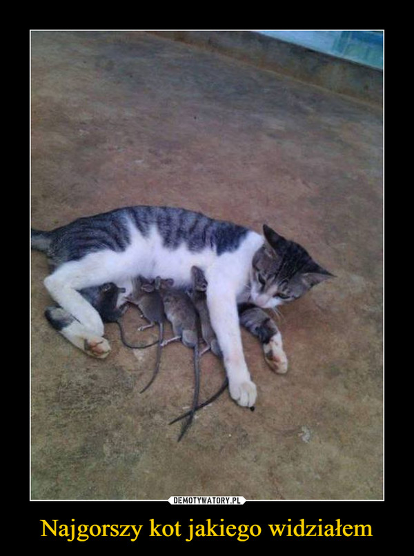 Najgorszy kot jakiego widziałem –  