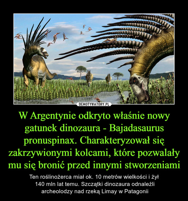 W Argentynie odkryto właśnie nowy gatunek dinozaura - Bajadasaurus pronuspinax. Charakteryzował się zakrzywionymi kolcami, które pozwalały mu się bronić przed innymi stworzeniami – Ten roślinożerca miał ok. 10 metrów wielkości i żył 140 mln lat temu. Szczątki dinozaura odnaleźli archeolodzy nad rzeką Limay w Patagonii 