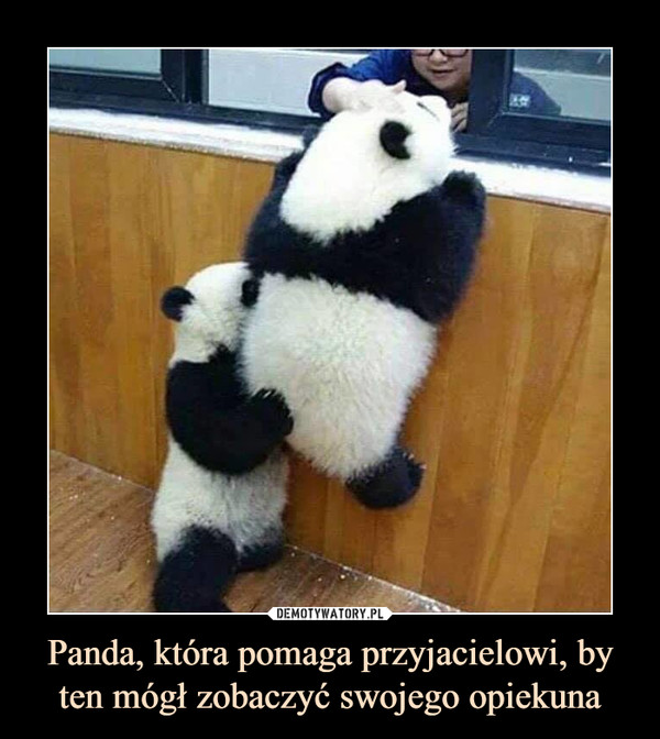 Panda, która pomaga przyjacielowi, by ten mógł zobaczyć swojego opiekuna –  