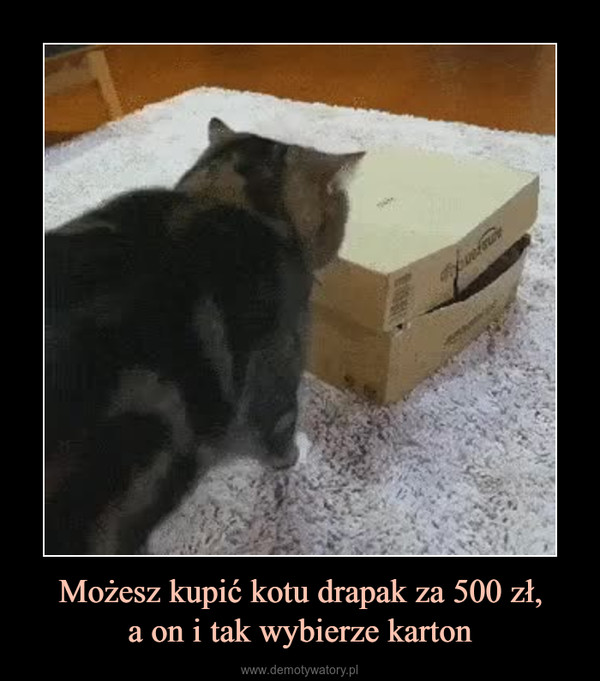 Możesz kupić kotu drapak za 500 zł,a on i tak wybierze karton –  