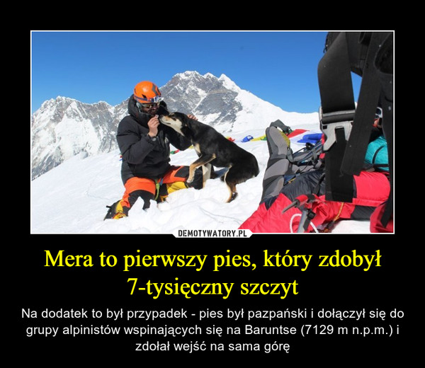 Mera to pierwszy pies, który zdobył 7-tysięczny szczyt