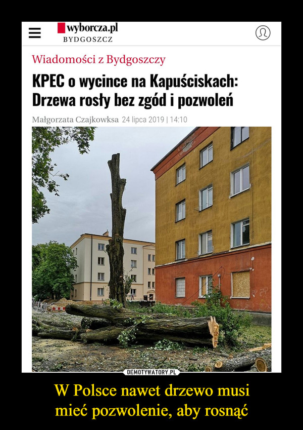 W Polsce nawet drzewo musimieć pozwolenie, aby rosnąć –  