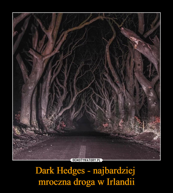 Dark Hedges - najbardziej mroczna droga w Irlandii –  