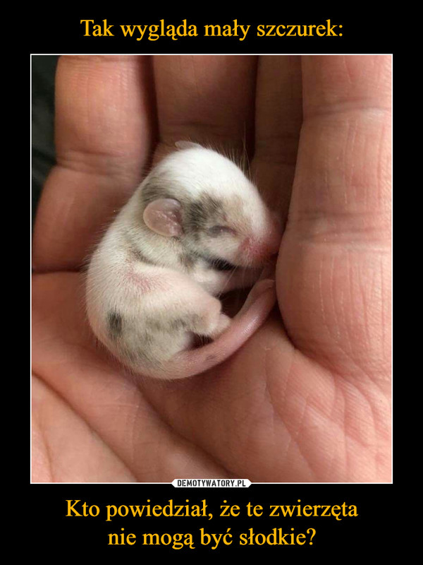 Tak wygląda mały szczurek: Kto powiedział, że te zwierzęta
nie mogą być słodkie?