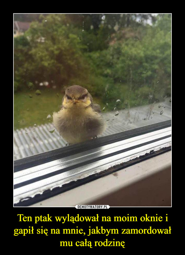 Ten ptak wylądował na moim oknie i gapił się na mnie, jakbym zamordował mu całą rodzinę –  