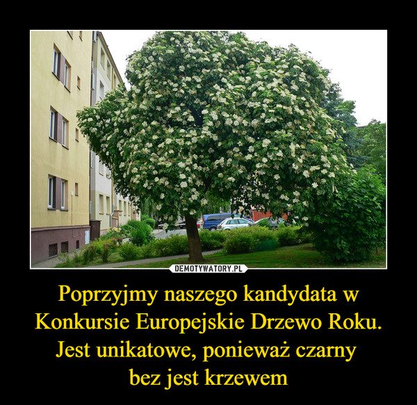 Poprzyjmy naszego kandydata w Konkursie Europejskie Drzewo Roku.Jest unikatowe, ponieważ czarny bez jest krzewem –  