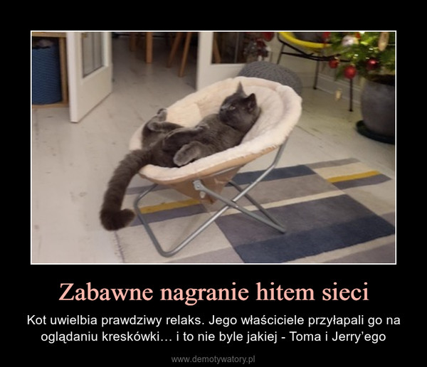 Zabawne nagranie hitem sieci – Kot uwielbia prawdziwy relaks. Jego właściciele przyłapali go na oglądaniu kreskówki… i to nie byle jakiej - Toma i Jerry’ego 