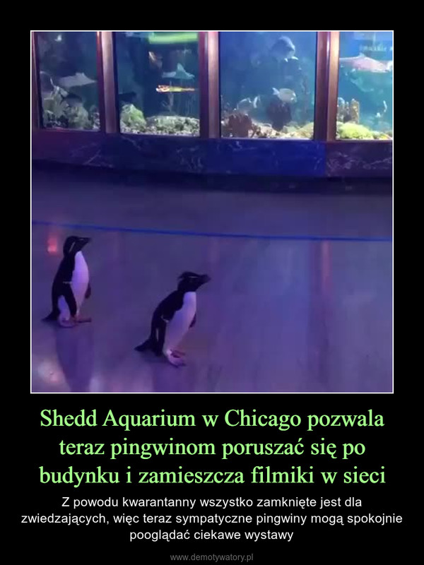 Shedd Aquarium w Chicago pozwala teraz pingwinom poruszać się po budynku i zamieszcza filmiki w sieci – Z powodu kwarantanny wszystko zamknięte jest dla zwiedzających, więc teraz sympatyczne pingwiny mogą spokojnie pooglądać ciekawe wystawy 