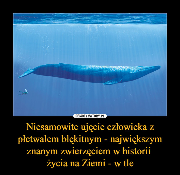 Niesamowite ujęcie człowieka z płetwalem błękitnym - największym znanym zwierzęciem w historii życia na Ziemi - w tle –  