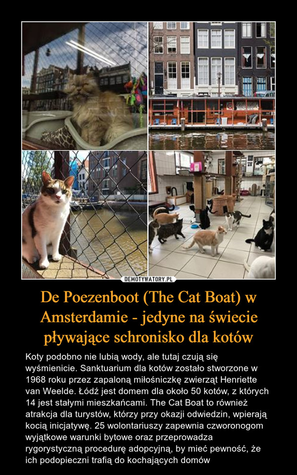 De Poezenboot (The Cat Boat) w Amsterdamie - jedyne na świecie pływające schronisko dla kotów