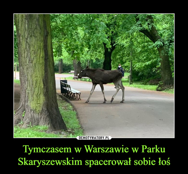 Tymczasem w Warszawie w Parku Skaryszewskim spacerował sobie łoś –  