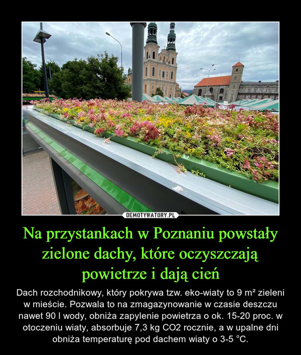 Na przystankach w Poznaniu powstały zielone dachy, które oczyszczają powietrze i dają cień – Dach rozchodnikowy, który pokrywa tzw. eko-wiaty to 9 m² zieleni w mieście. Pozwala to na zmagazynowanie w czasie deszczu nawet 90 l wody, obniża zapylenie powietrza o ok. 15-20 proc. w otoczeniu wiaty, absorbuje 7,3 kg CO2 rocznie, a w upalne dni obniża temperaturę pod dachem wiaty o 3-5 °C. 
