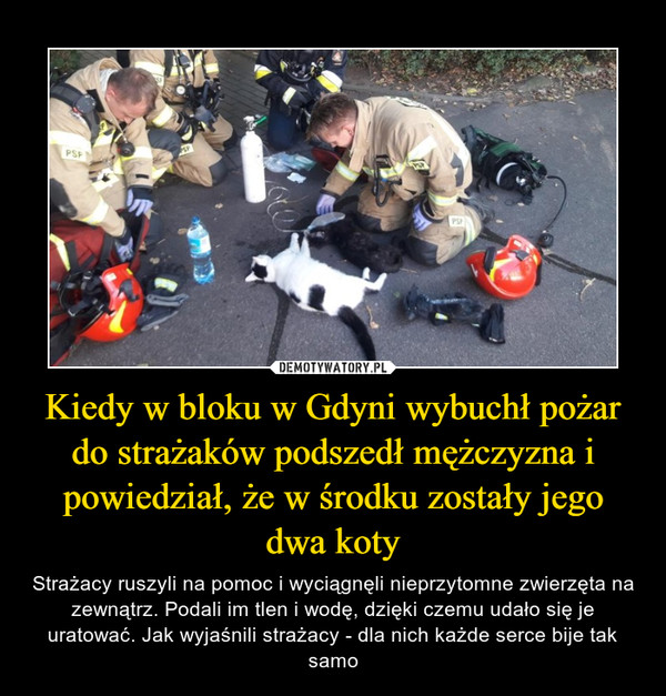 Kiedy w bloku w Gdyni wybuchł pożar do strażaków podszedł mężczyzna i powiedział, że w środku zostały jego dwa koty – Strażacy ruszyli na pomoc i wyciągnęli nieprzytomne zwierzęta na zewnątrz. Podali im tlen i wodę, dzięki czemu udało się je uratować. Jak wyjaśnili strażacy - dla nich każde serce bije tak samo 