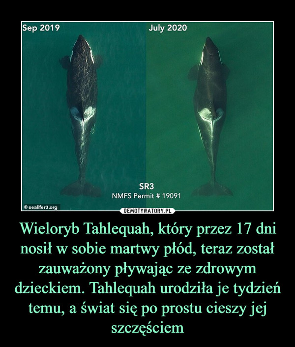 Wieloryb Tahlequah, który przez 17 dni nosił w sobie martwy płód, teraz został zauważony pływając ze zdrowym dzieckiem. Tahlequah urodziła je tydzień temu, a świat się po prostu cieszy jej szczęściem –  
