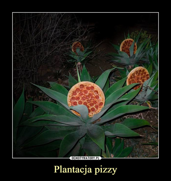 Plantacja pizzy