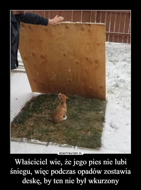 Właściciel wie, że jego pies nie lubi śniegu, więc podczas opadów zostawia deskę, by ten nie był wkurzony –  