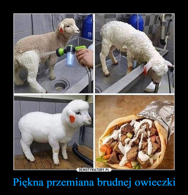 Piękna przemiana brudnej owieczki –  