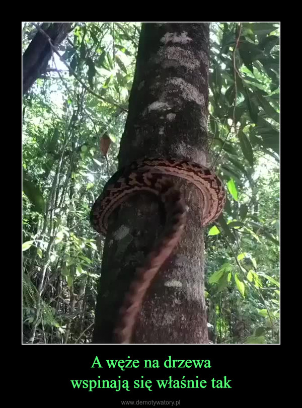 A węże na drzewawspinają się właśnie tak –  