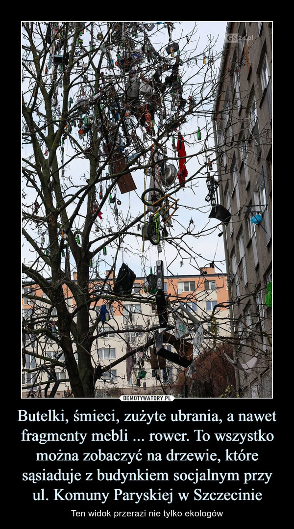 Butelki, śmieci, zużyte ubrania, a nawet fragmenty mebli ... rower. To wszystko można zobaczyć na drzewie, które sąsiaduje z budynkiem socjalnym przy ul. Komuny Paryskiej w Szczecinie
