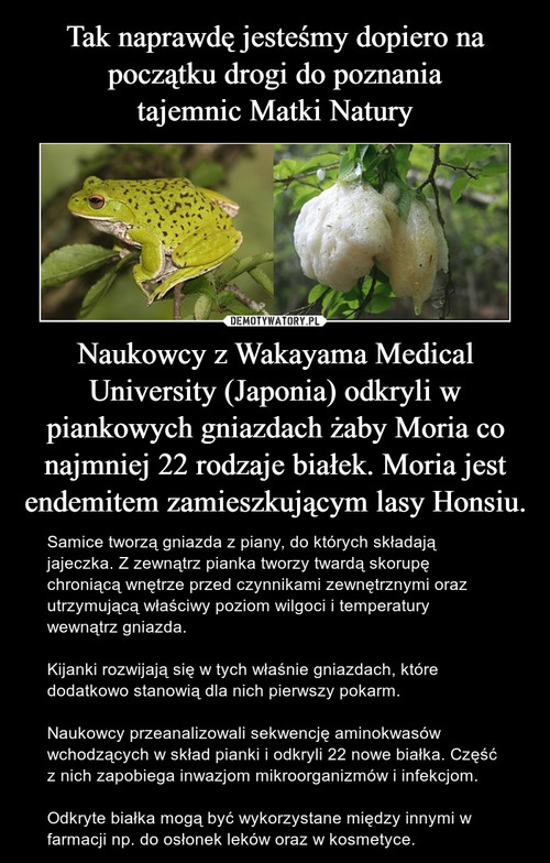 Tak naprawdę jesteśmy dopiero na początku drogi do poznania
tajemnic Matki Natury Naukowcy z Wakayama Medical University (Japonia) odkryli w piankowych gniazdach żaby Moria co najmniej 22 rodzaje białek. Moria jest endemitem zamieszkującym lasy Honsiu.
