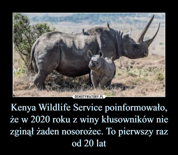 Kenya Wildlife Service poinformowało, że w 2020 roku z winy kłusowników nie zginął żaden nosorożec. To pierwszy raz od 20 lat