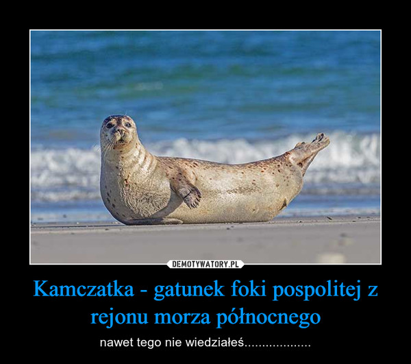 Kamczatka - gatunek foki pospolitej z rejonu morza północnego – nawet tego nie wiedziałeś................... 
