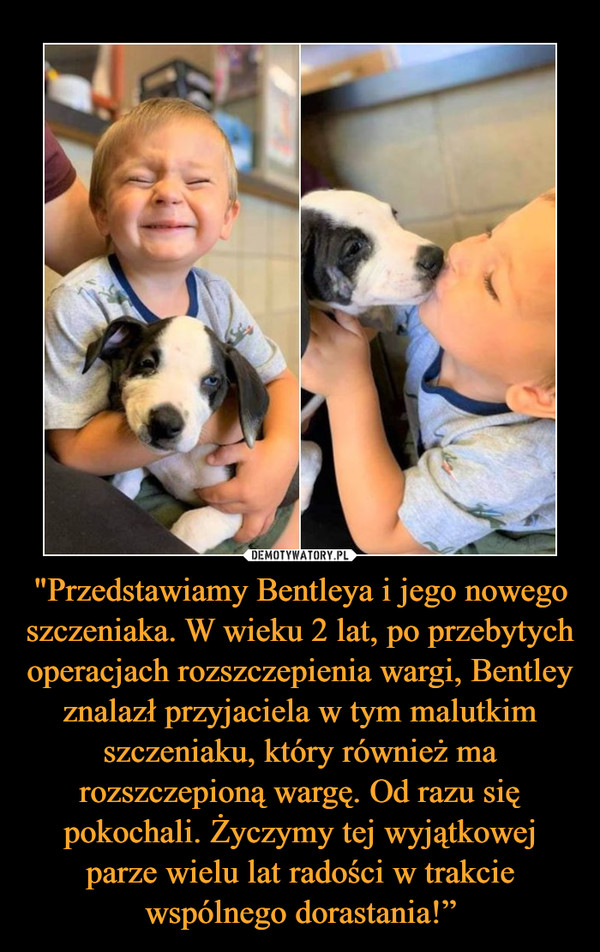 "Przedstawiamy Bentleya i jego nowego szczeniaka. W wieku 2 lat, po przebytych operacjach rozszczepienia wargi, Bentley znalazł przyjaciela w tym malutkim szczeniaku, który również ma rozszczepioną wargę. Od razu się pokochali. Życzymy tej wyjątkowej parze wielu lat radości w trakcie wspólnego dorastania!” –  